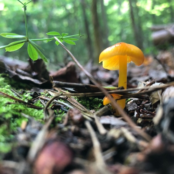 Meet your Posher, Bud - Picture 1 of 1